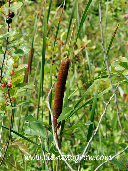 Narrow Leaf Cattail (Typha angustifolia)
The pistillate cylindrical spike inflorescent. The thin stem on the top of the flower is where the staminate (male) flower was located.